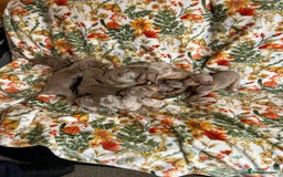 Miniature Dachshund dogs for sale: 5 Miniature dachshund  - Image 2