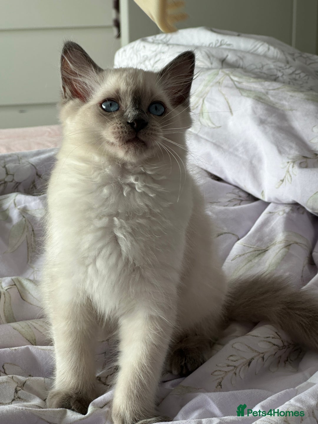 Ragdoll cats for sale: Adorable pure breed Ragdoll kitten  - Image 6