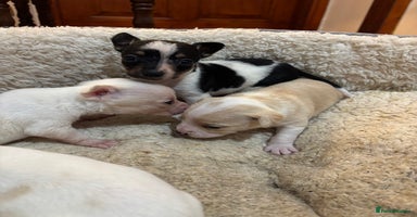Mixed Breed dogs - Advert 16
