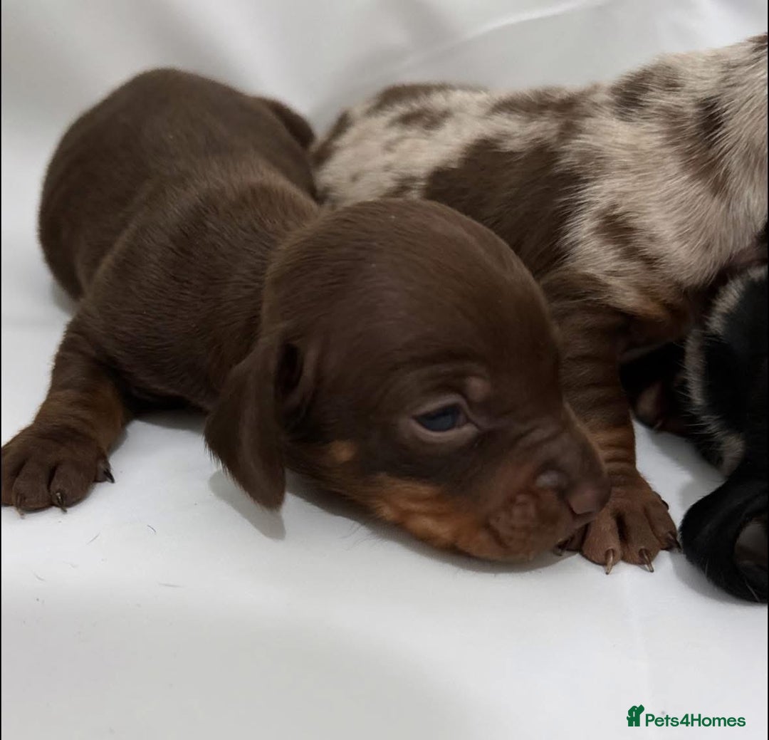 Dachshund dogs for sale: Dachshund Puppies  - Image 4