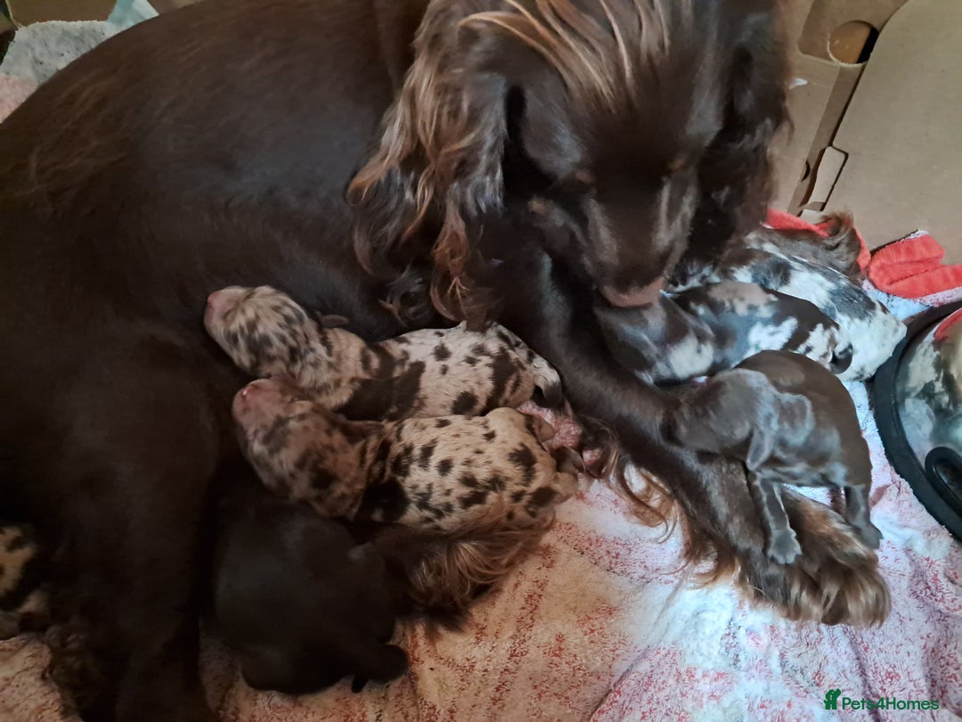 Cockapoo dogs for sale: Toy F1 Cockerpoo merle and chocolate puppies  - Advert 5