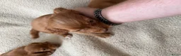 Cocker Spaniel dogs for sale: Kc registered workingline cocker spaniels  - Advert 4