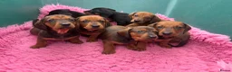 Dachshund dogs for sale: Stunning KC Registered Standard Dachshunds  - Advert 13
