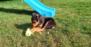 Mixed Breed dogs - Advert 10