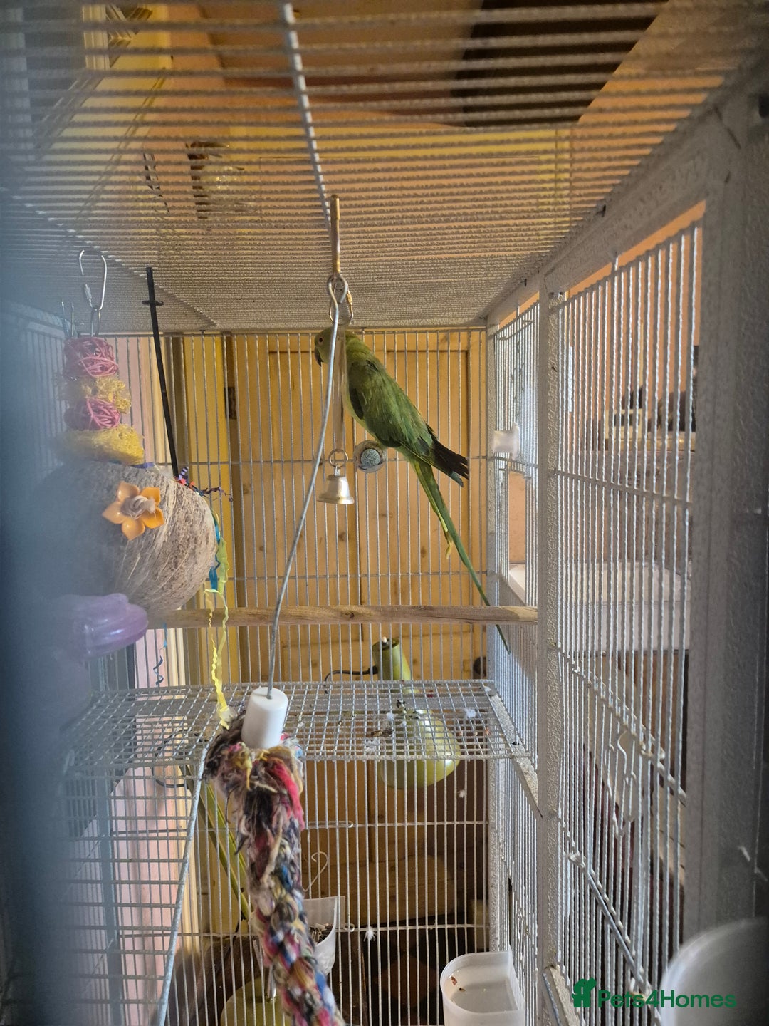Parakeets birds for sale: Female Indian ringneck parakeet  - Image 2