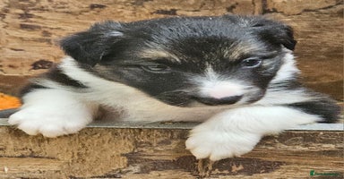 Border Collie dogs - Advert 11