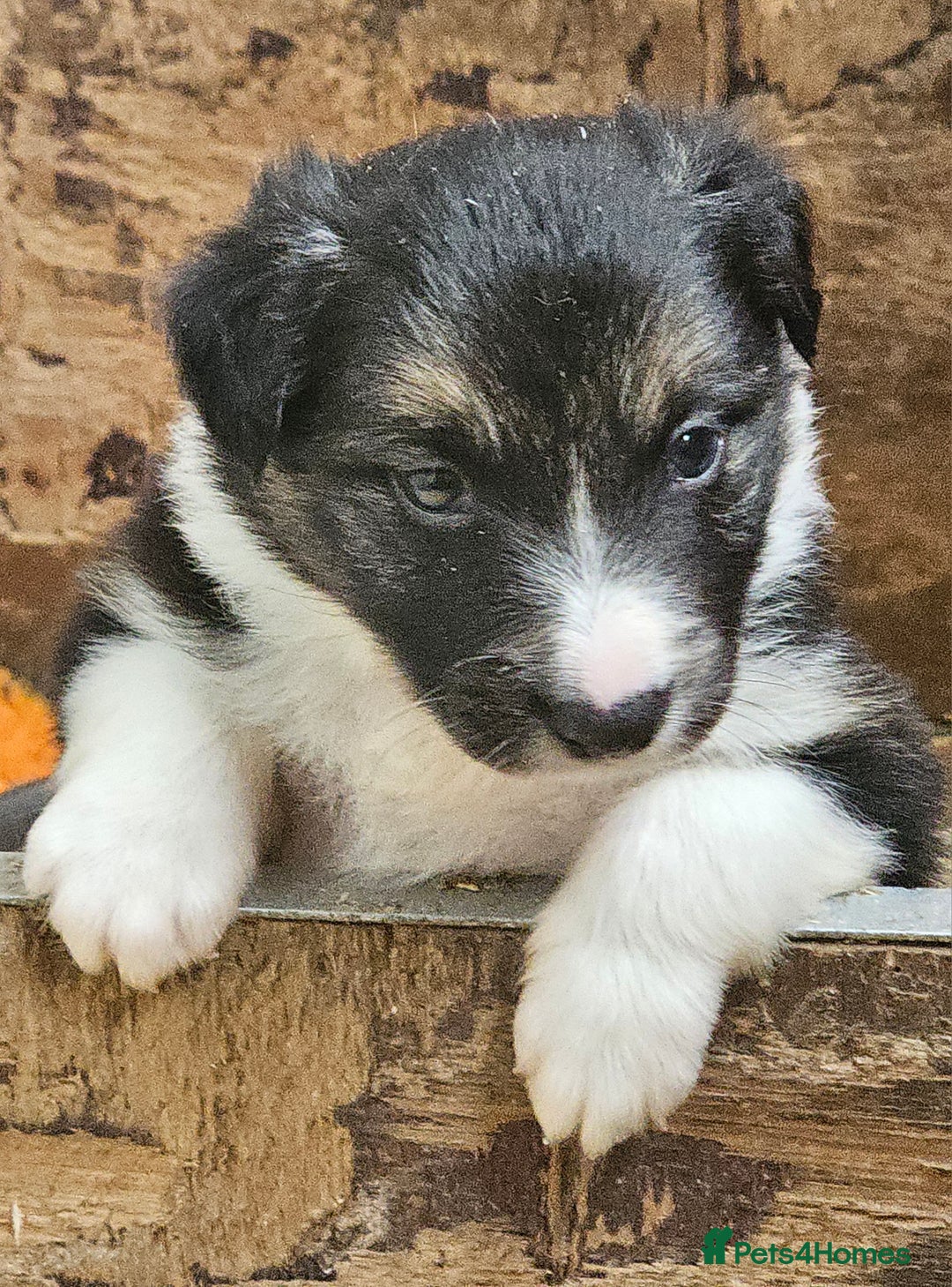 Border Collie dogs for sale: Border collie puppies - Image 4
