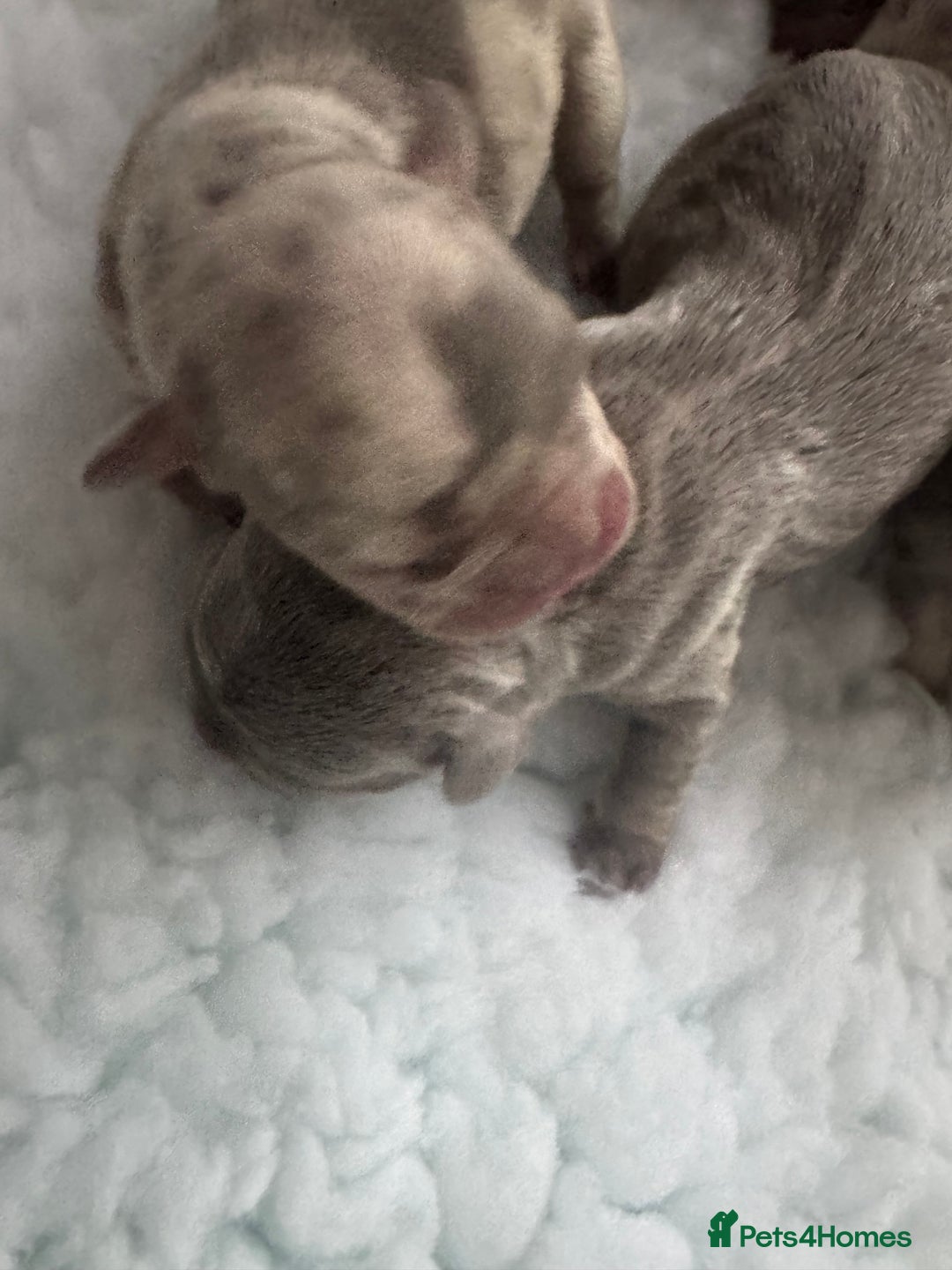 French Bulldog dogs for sale: Out standing french bulldogs merles carry fluffy - Advert 5