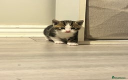 Domestic Shorthair cats for sale: Only 2 left - beautiful cuddly litter of 4  - Image 2