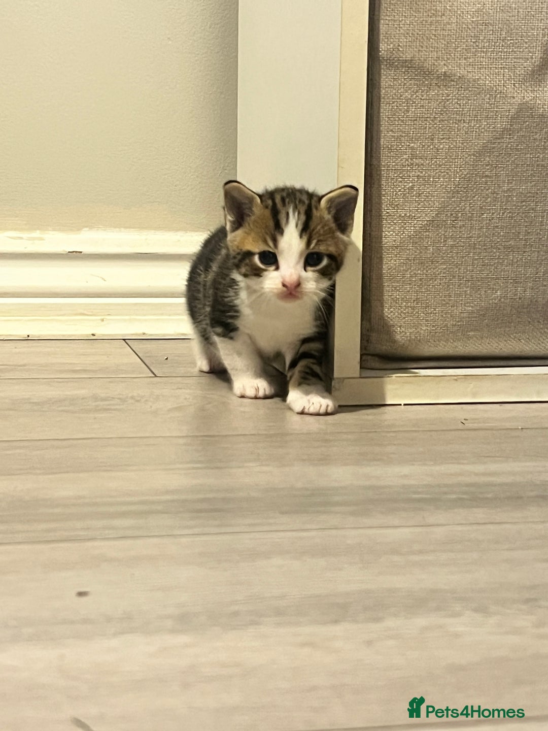 Domestic Shorthair cats for sale: Only 2 left - beautiful cuddly litter of 4  - Image 2