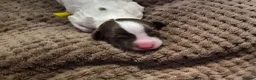 English Springer Spaniel dogs for sale: KC registered English Springer Spaniels - Advert 17