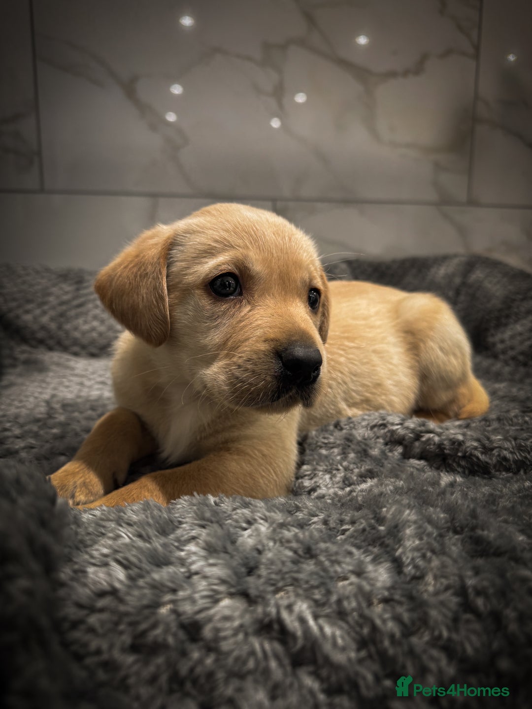 Labrador Retriever dogs for sale: Gorgeous Fox Red & Yellow Labrador Puppies - Advert 1