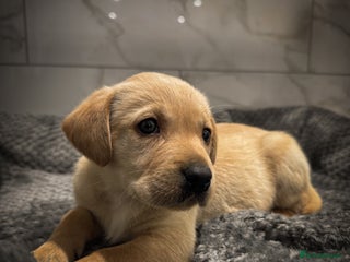 Labrador Retriever dogs Gorgeous Fox Red & Yellow Labrador Puppies - Advert 1