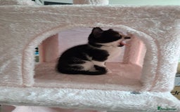 Mixed Breed cats for sale: Bella - Image 5