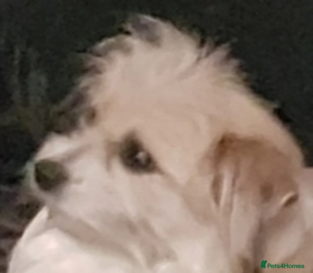 Mixed Breed dogs for sale: 5 beautiful mixed breed pups in Manchester - Advert 1