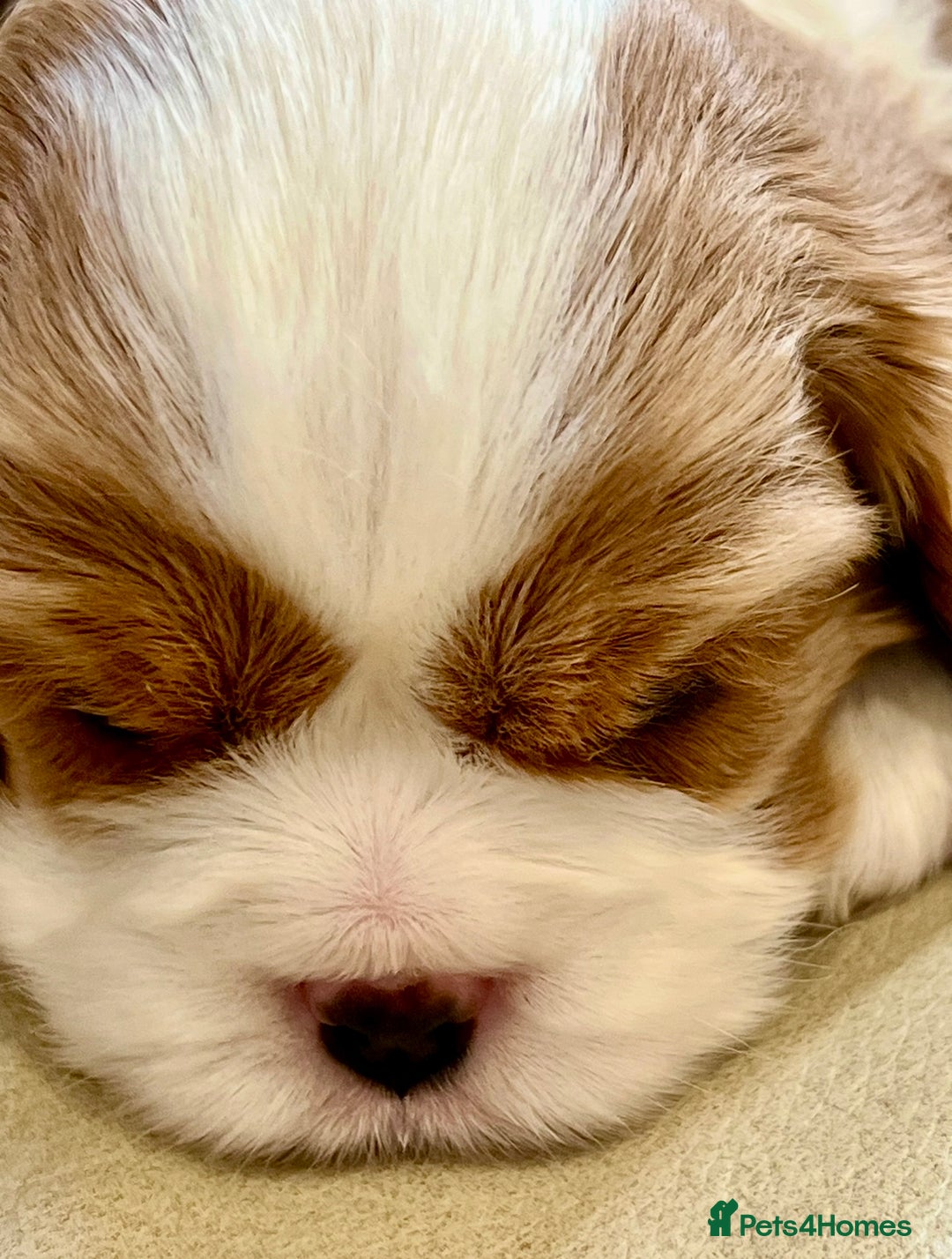 Cavalier King Charles Spaniel dogs for sale: Champion Sired KC Reg Cavalier King Charles  - Image 31