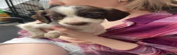 English Springer Spaniel dogs for sale: Springer spaniel pups - Advert 35