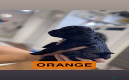 Cockapoo dogs for sale: Beautiful F1B Cockerpoos🐶 - Image 12