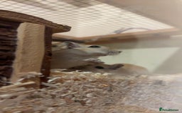 Gerbil rodents for sale: 2 male gerbils  - Image 1