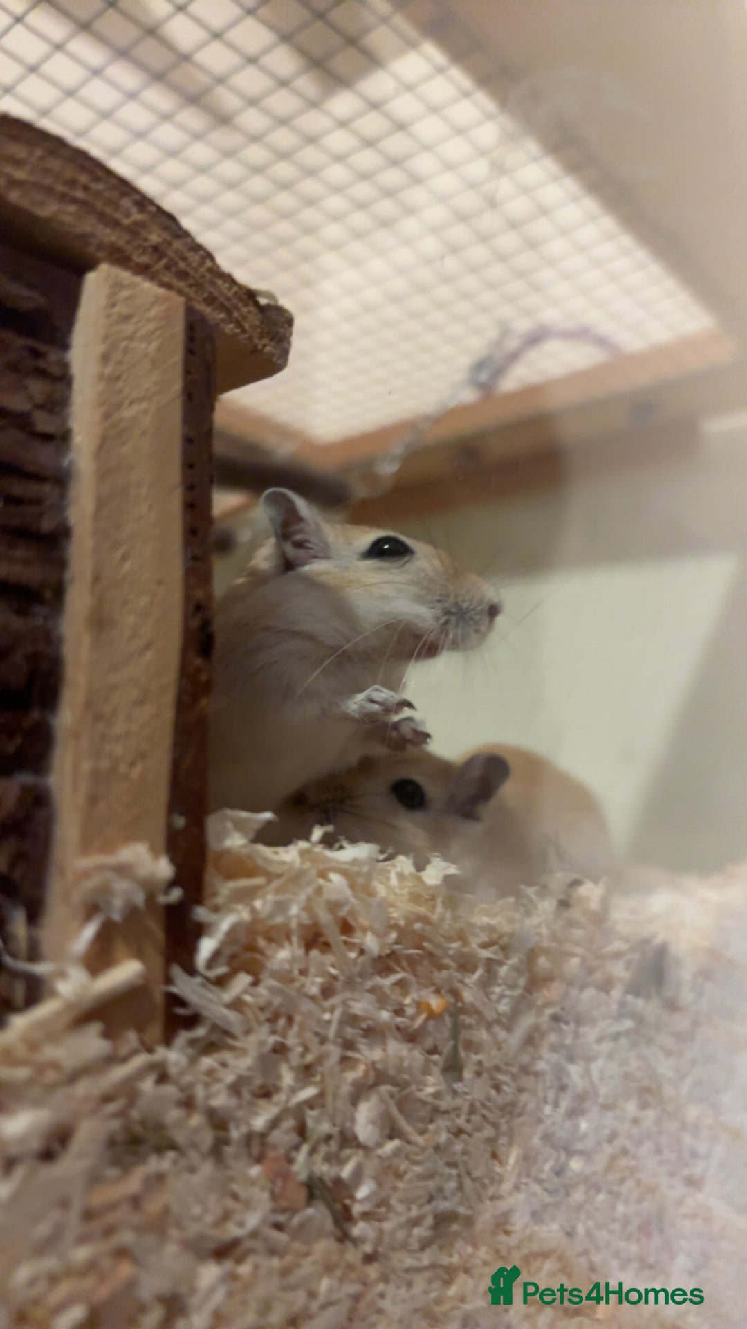 Gerbil rodents for sale: 2 male gerbils  - Image 1