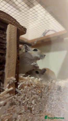 Gerbil rodents - Advert 9