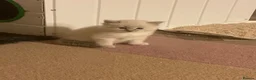 Ragdoll cats for sale: RARE FAWN POINT KITTENS - Advert 17