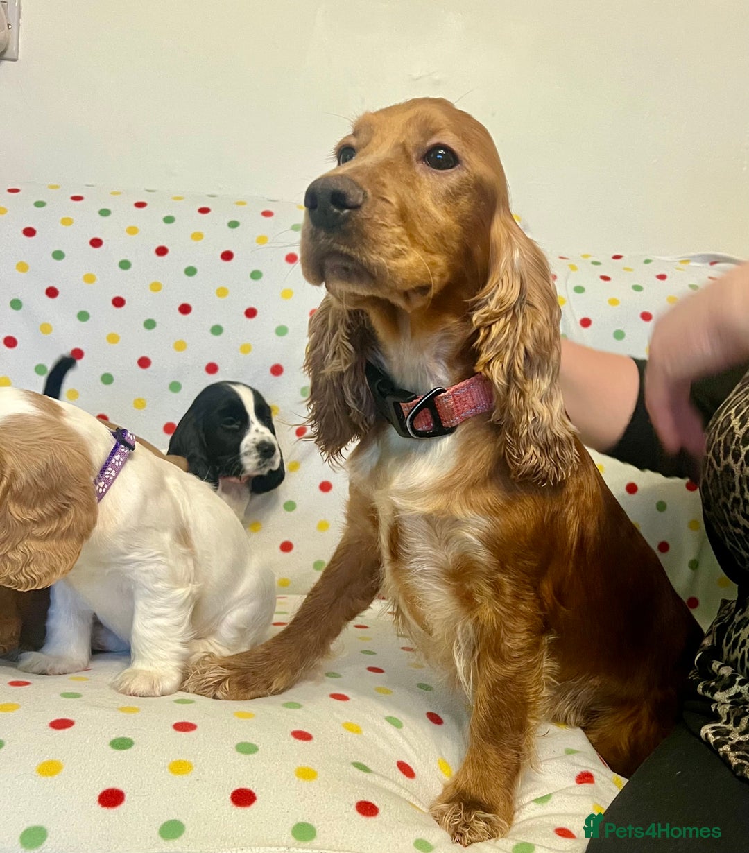 Cocker Spaniel dogs for sale: Show cocker spaniels  - Advert 12