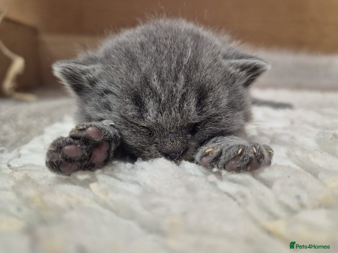 British Shorthair cats for sale: CHUNKY SOLID BLUE BRITISH SHORTHAIR KITTENS - Image 6