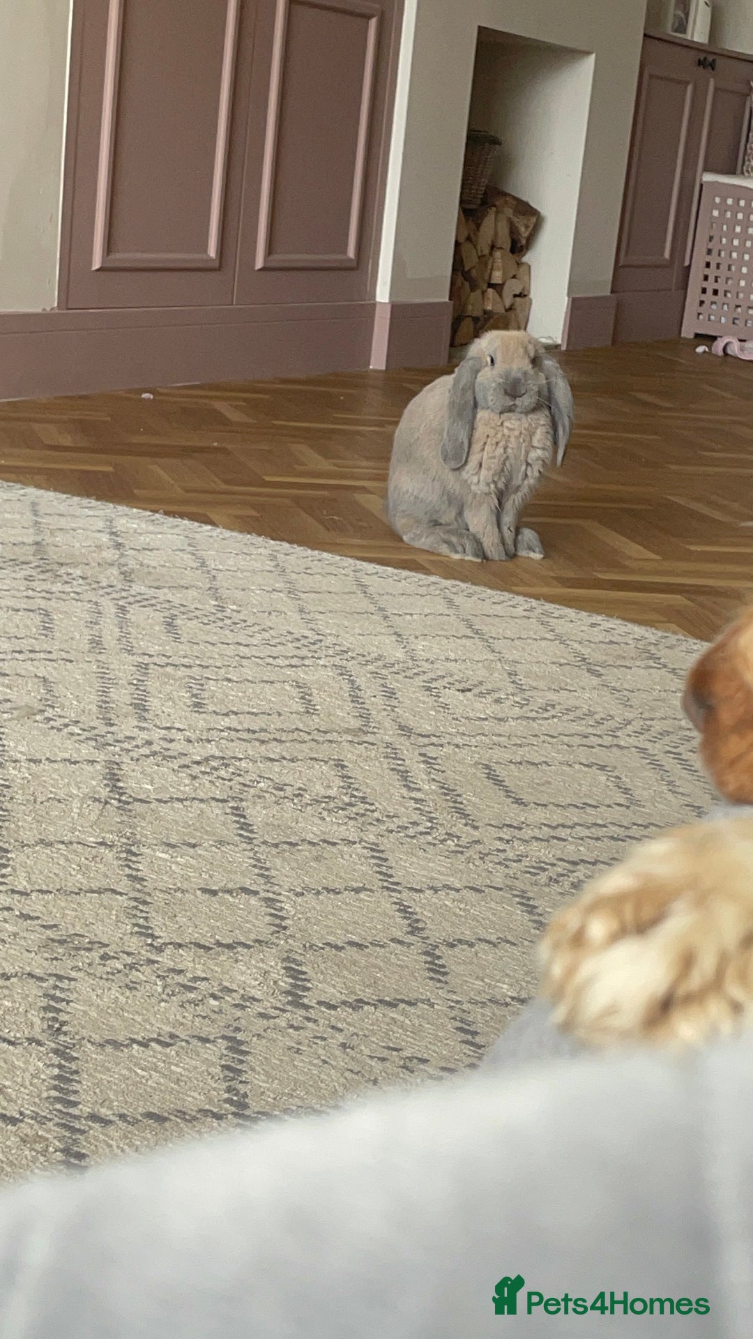French Lop rabbits for sale: bonnie and barney bonded pair - Image 2