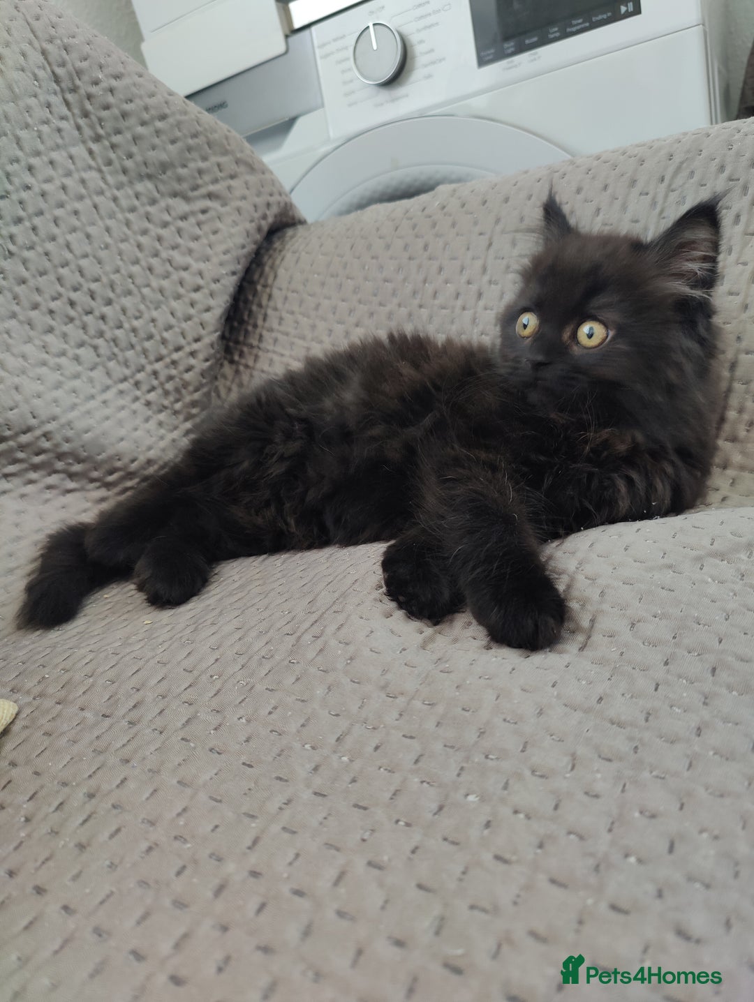 Mixed Breed cats for sale: Persian Mix kittens  - Advert 18