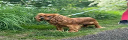 Cavalier King Charles Spaniel dogs for sale: Ruby KC King Charles Cavalier Health Tested  - Advert 2