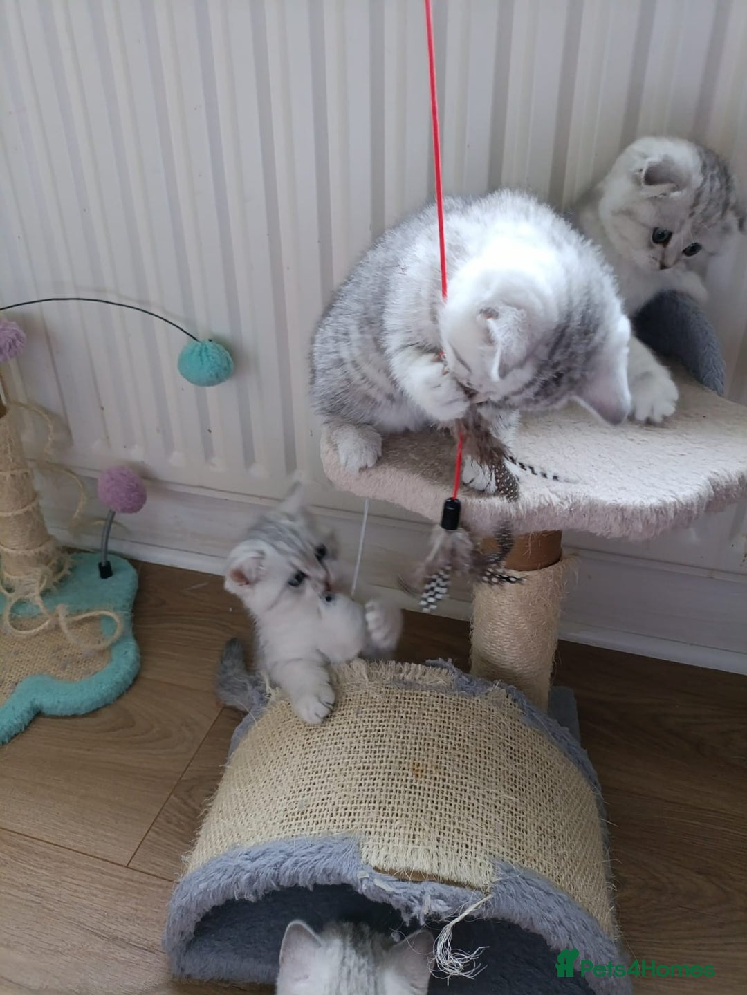 British Shorthair cats for sale: Beautiful  British Shorthair kittens  - Advert 17