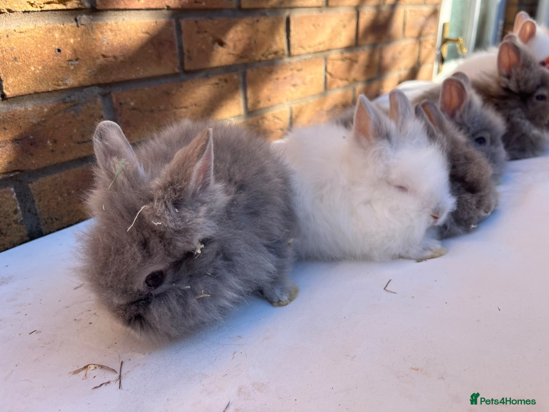Lionhead rabbits 🐰 Full Double Main Lionhead Bunnies 🐰  - Advert 1