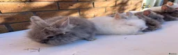 Lionhead rabbits for sale: 🐰 Full Double Main Lionhead Bunnies 🐰  - Advert 1