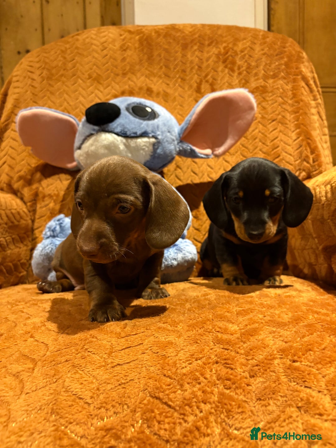 Miniature Dachshund dogs for sale: Beautiful boys  - Advert 2