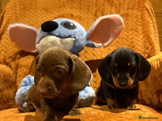 Miniature Dachshund dogs Chocolate & tan girl - Advert 1