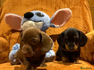 Miniature Dachshund dogs Chocolate & tan girl - Advert 17