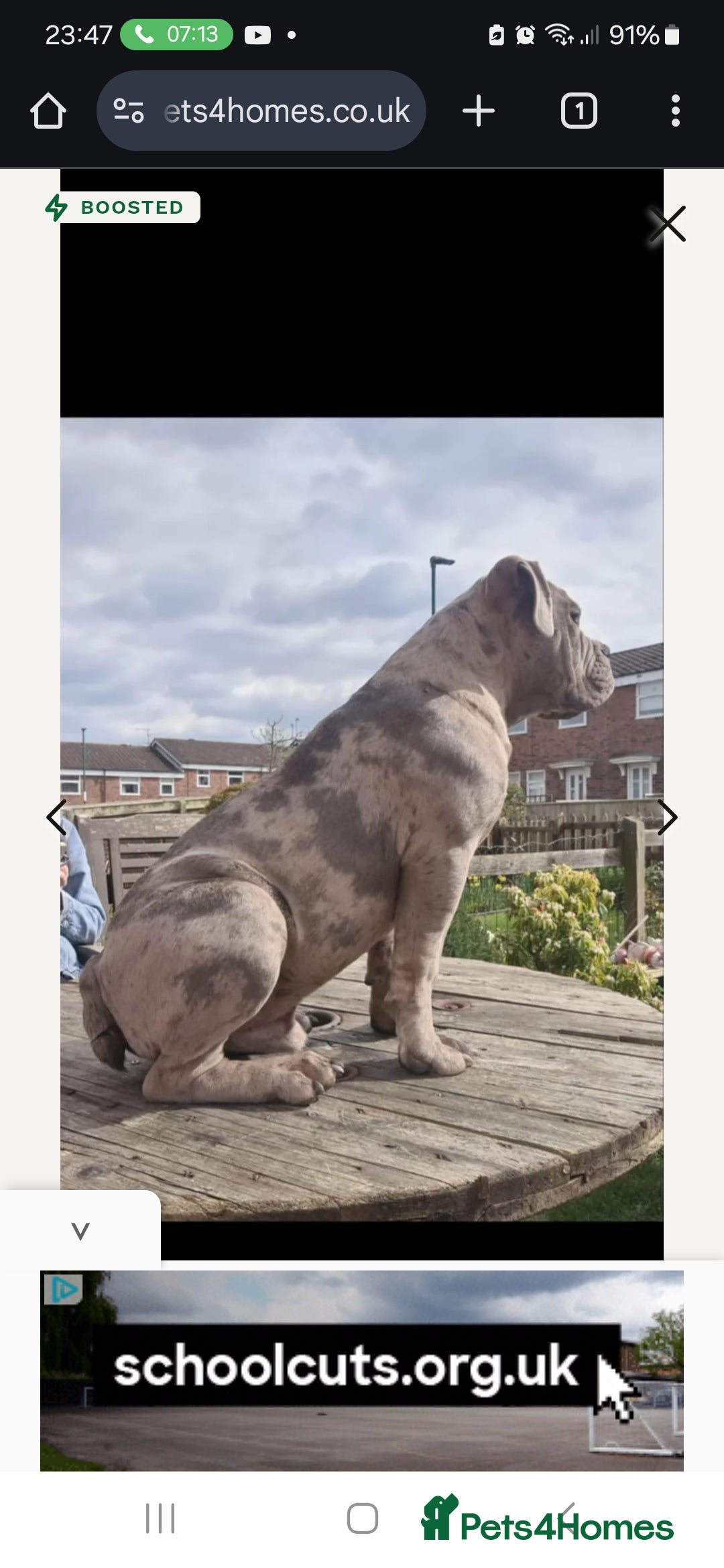 Old Tyme Bulldog dogs for sale: Male Lilac merle old tyme bulldog - Image 15