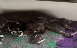 German Shorthaired Pointer dogs for sale: German Shorthaired Pointer Puppies - Leeds - Advert 1