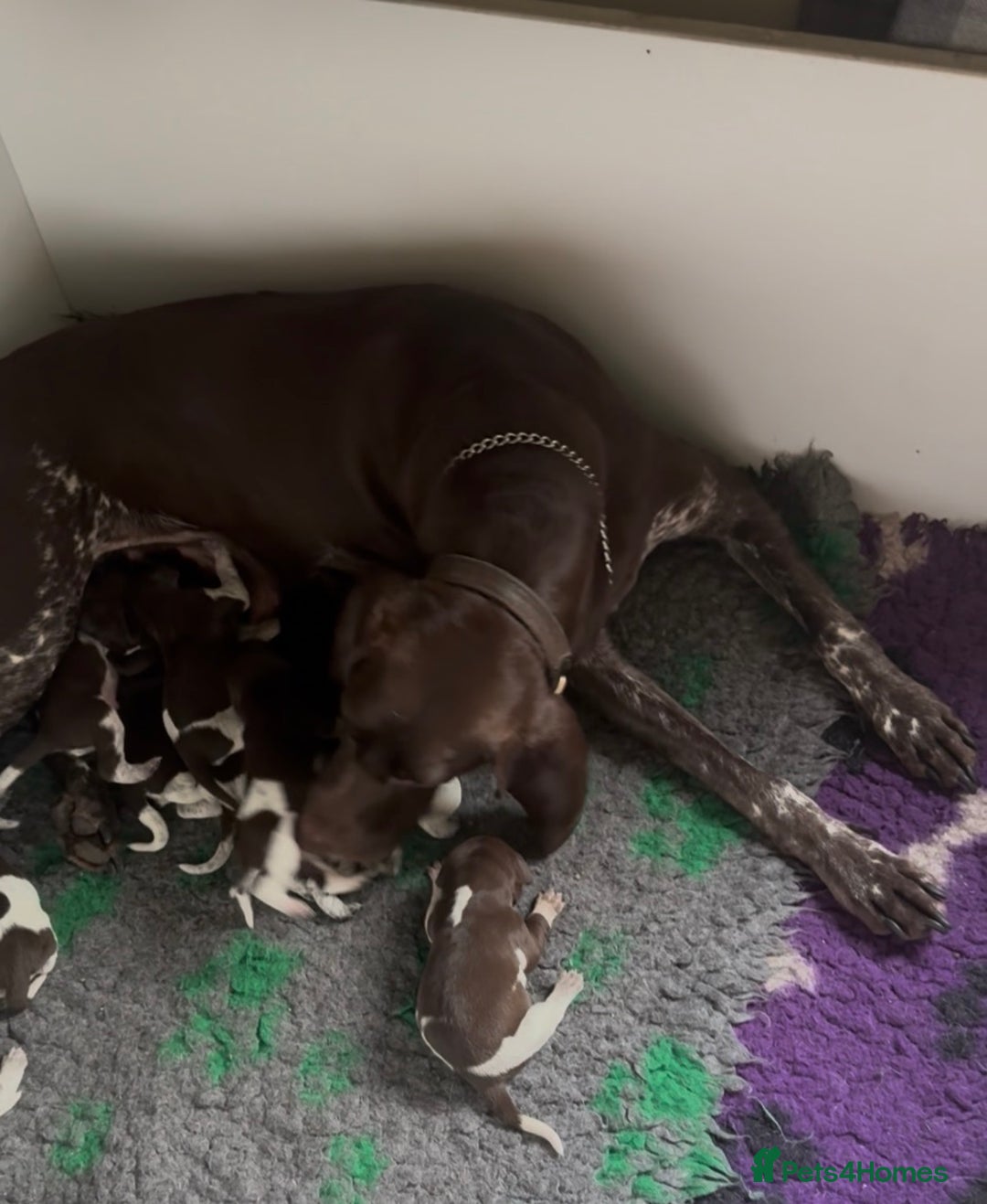 German Shorthaired Pointer dogs for sale: German Shorthaired Pointer Puppies - Leeds - Advert 1