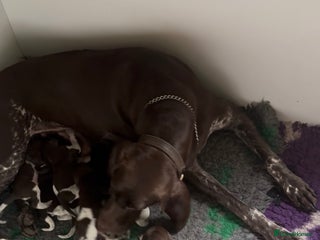 German Shorthaired Pointer dogs for sale: German Shorthaired Pointer Puppies - Leeds - Advert 1