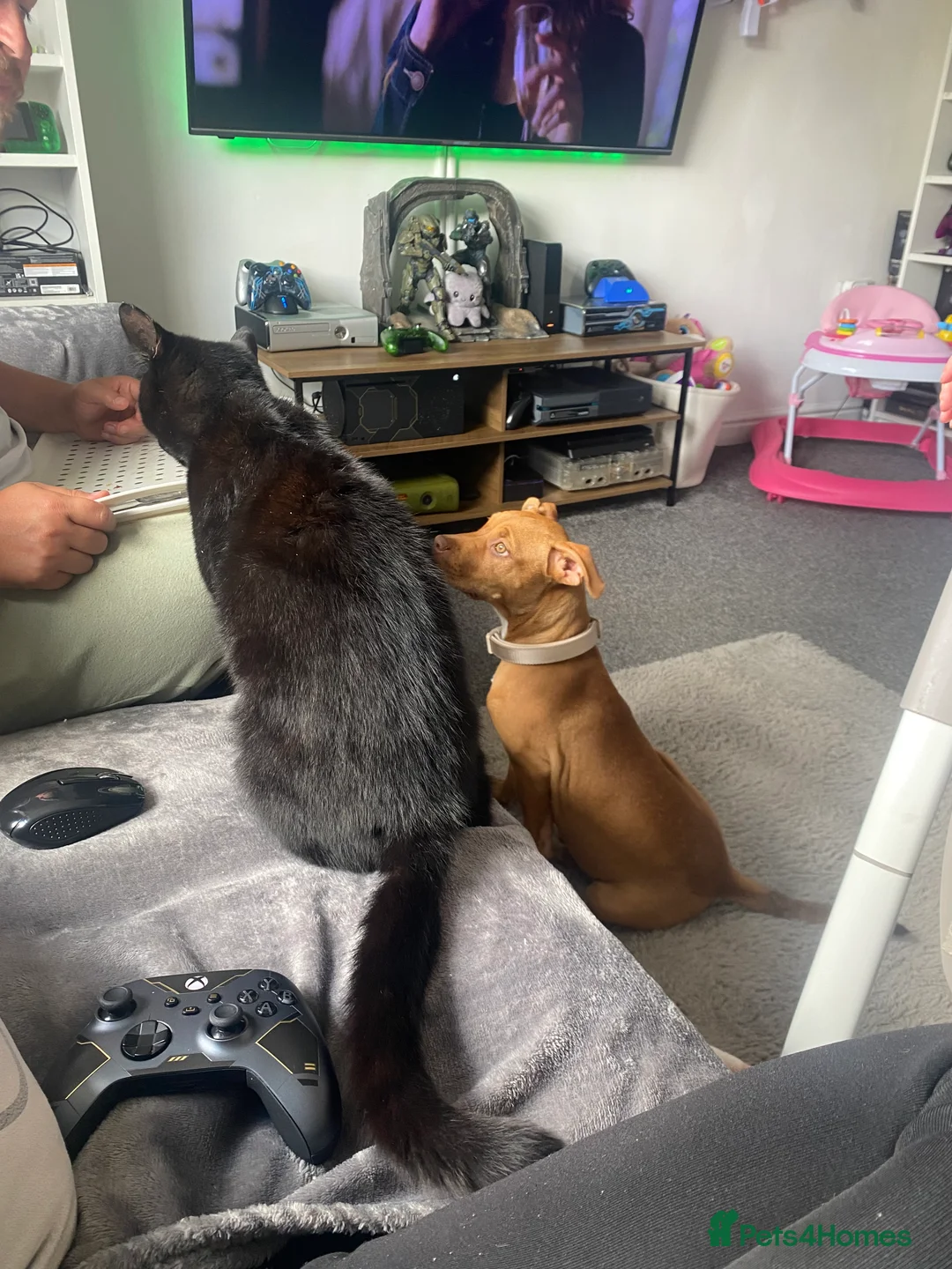 Staffordshire Bull Terrier dogs for sale: Rehoming Our Family Staffy - Advert 10