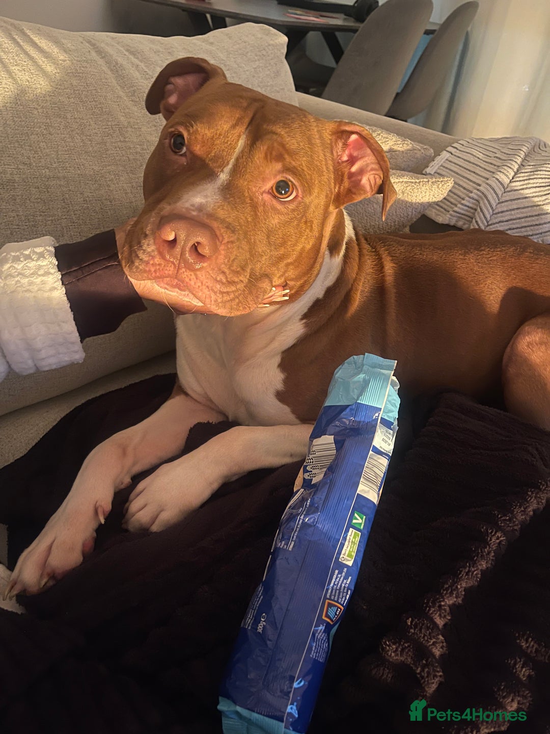 Mixed Breed dogs for sale: Mixed breed  - Advert 1