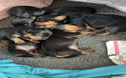 Mixed Breed dogs for sale: Dachshund x patterdale puppues - Image 4