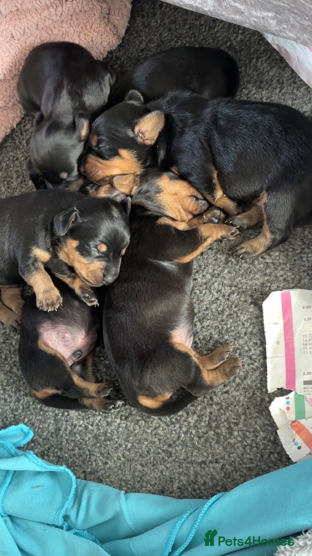 Mixed Breed dogs for sale: Dachshund x patterdale puppues - Image 4