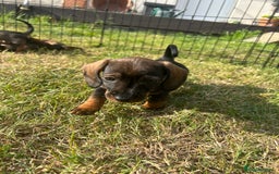 Miniature Dachshund dogs for sale: Miniature Wire Haired Dachshund Puppies - Image 10