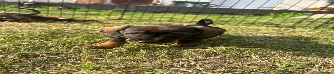 Miniature Dachshund Puppy 1