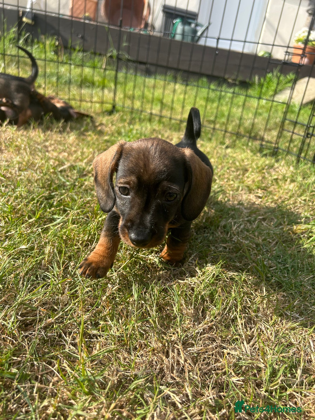 Miniature Dachshund dogs for sale: Miniature Wire Haired Dachshund Puppies - Image 10