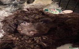 Cockapoo dogs for sale: Gorgeous F2 Cockapoos - Image 6