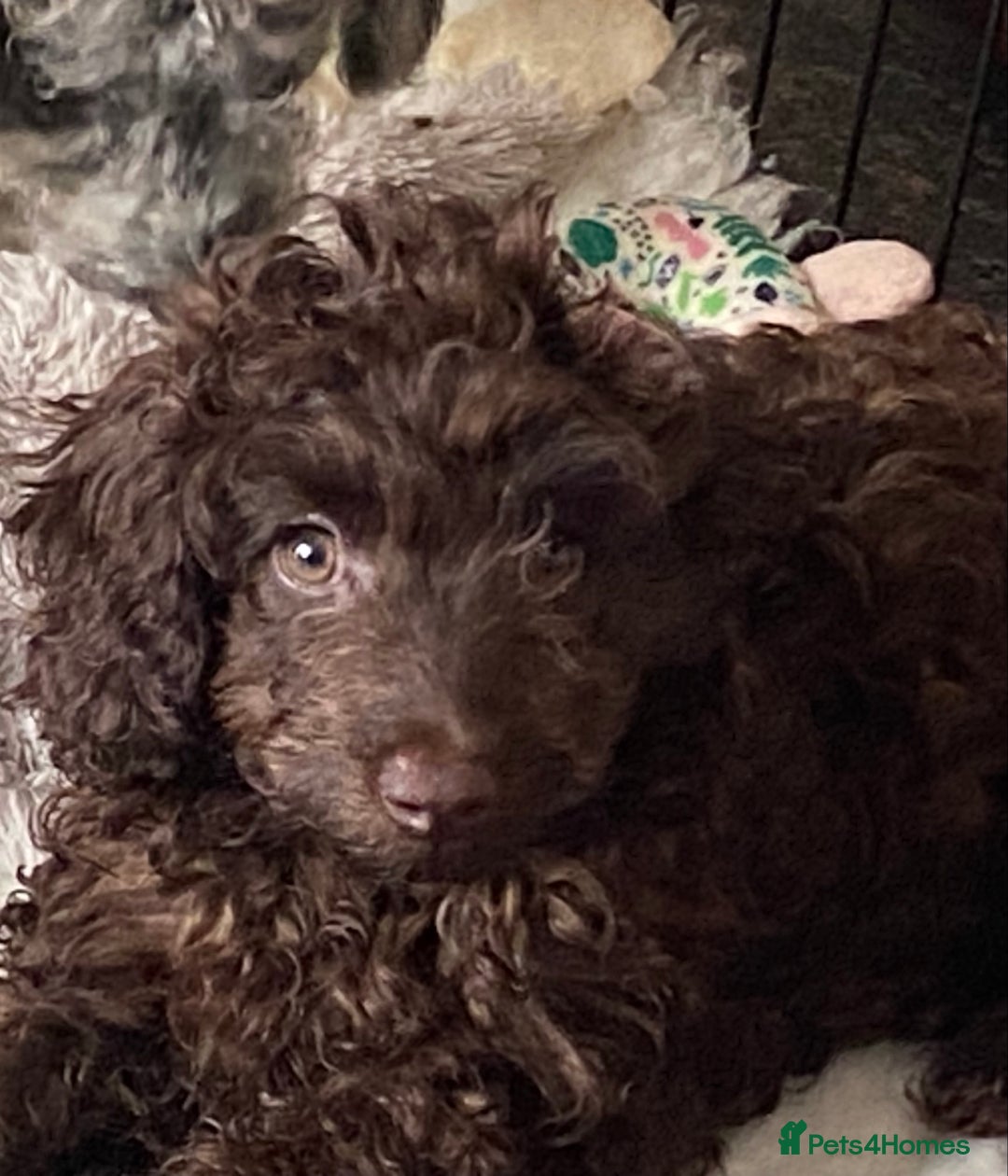 Cockapoo dogs for sale: Gorgeous F2 Cockapoos - Image 6
